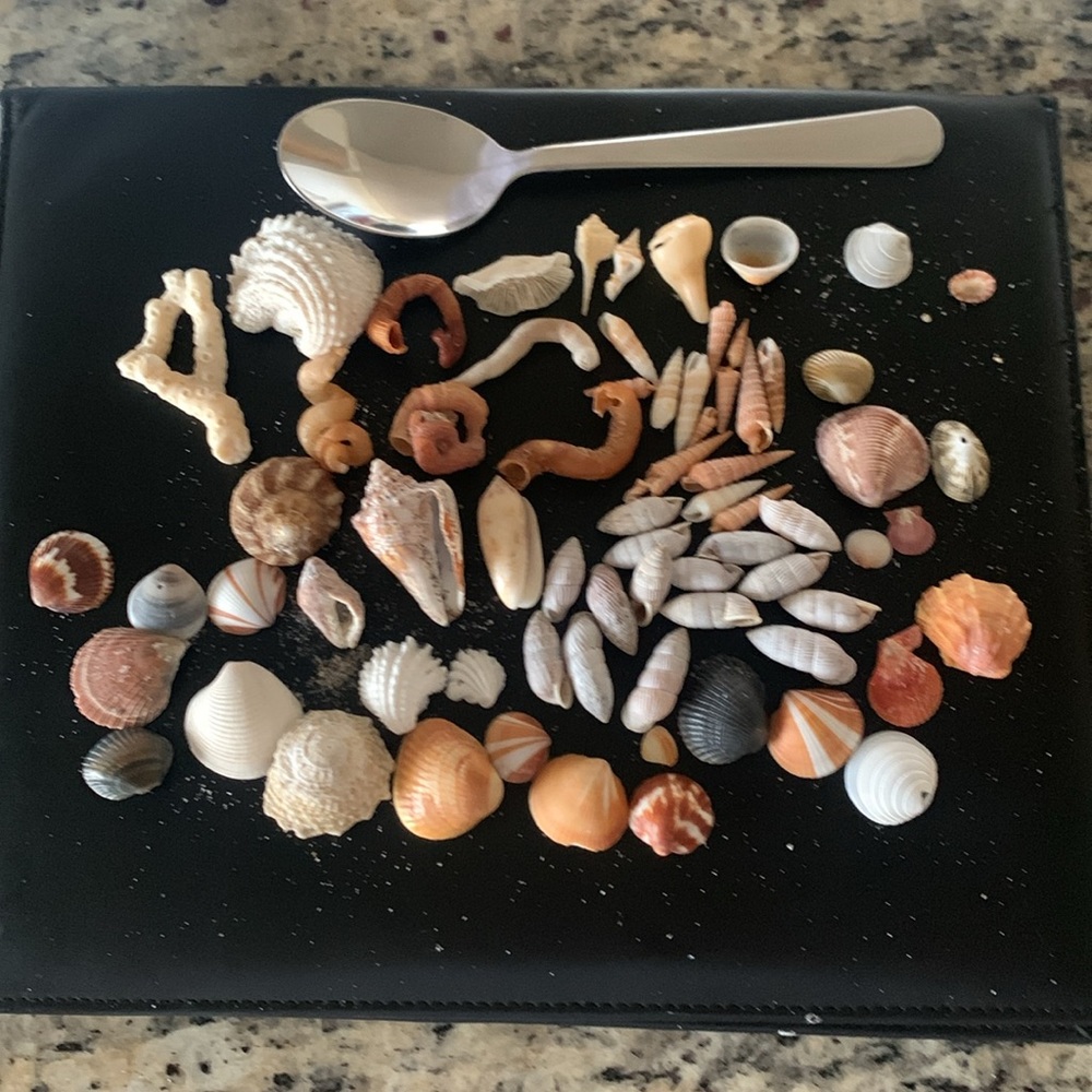 Boca Raton Shells and coral - Picture 7 of 7
